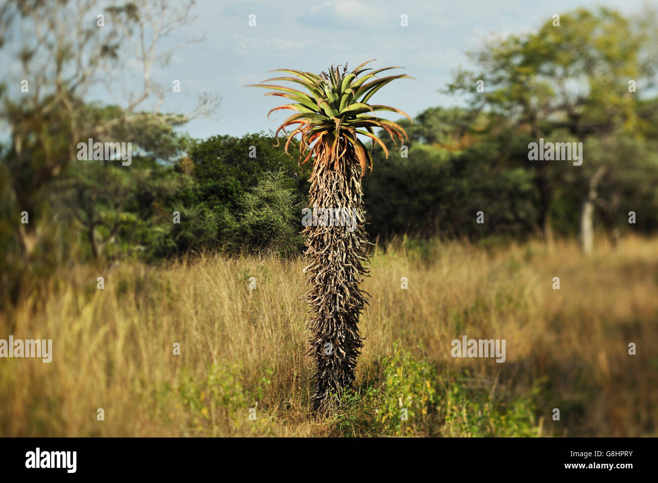 Berg-Aloe-Baum, Tembe Elephant Park, Maputaland, KwaZulu Natal, Südafrika. Verschwommen. Stockfoto