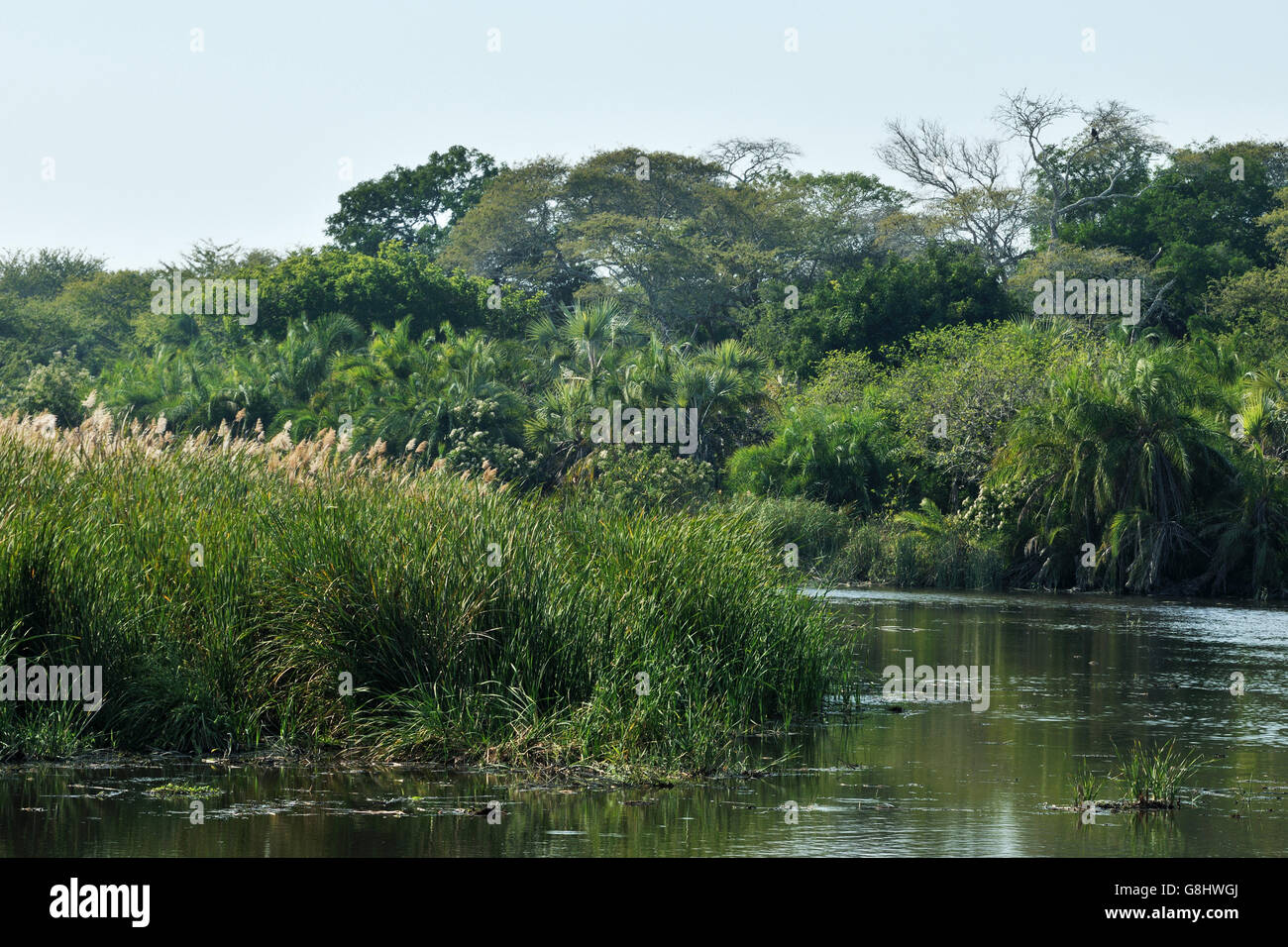 Muzi Fluss Marsh Sumpf, Tembe Elephant Park, Maputaland, KwaZulu Natal, Südafrika. Stockfoto