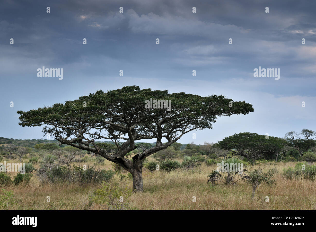 Pod Mahagoni vor Regen, Tembe Elephant Park, Maputaland, KwaZulu Natal, Südafrika. Stockfoto
