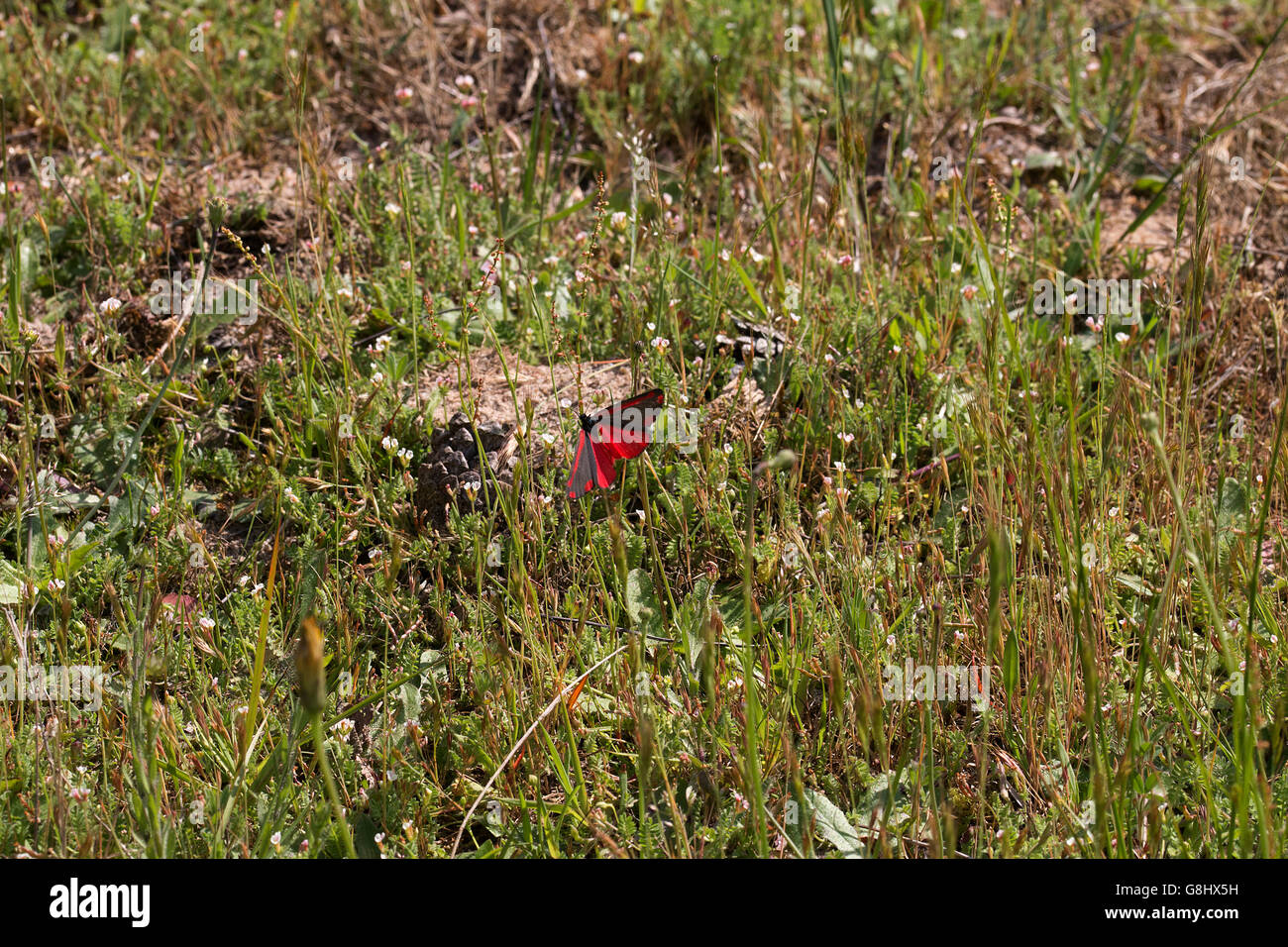 Jakobskrautbär Auf Einer Wiese in der Wulmstorfer Heide Cinnabar Moth auf einer Wiese an der Wulmstorfer Heide Stockfoto