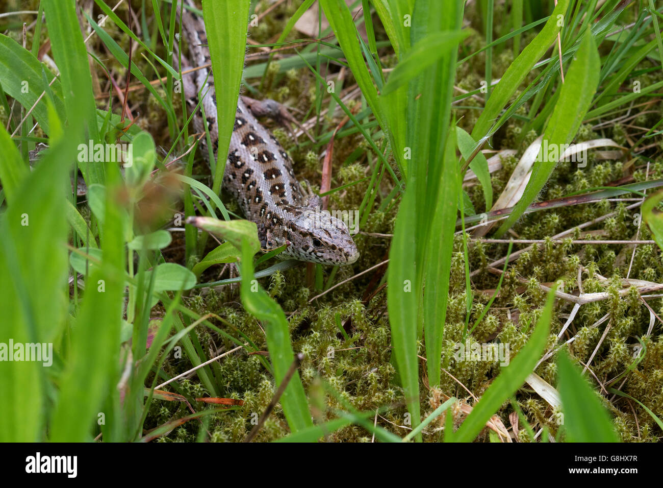 Kleine Waldeidechse von Vorne Auf Einer kleinen Wiese lebendgebärend Eidechse vorne auf einer Wiese Stockfoto