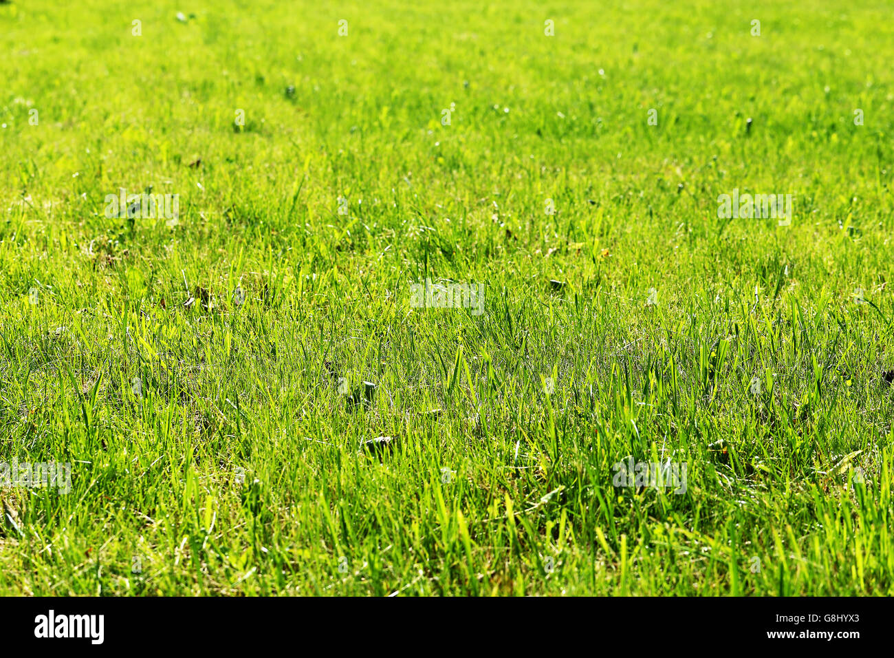 Fotos leuchtend grünen Rasen auf einer Sommerwiese Stockfoto