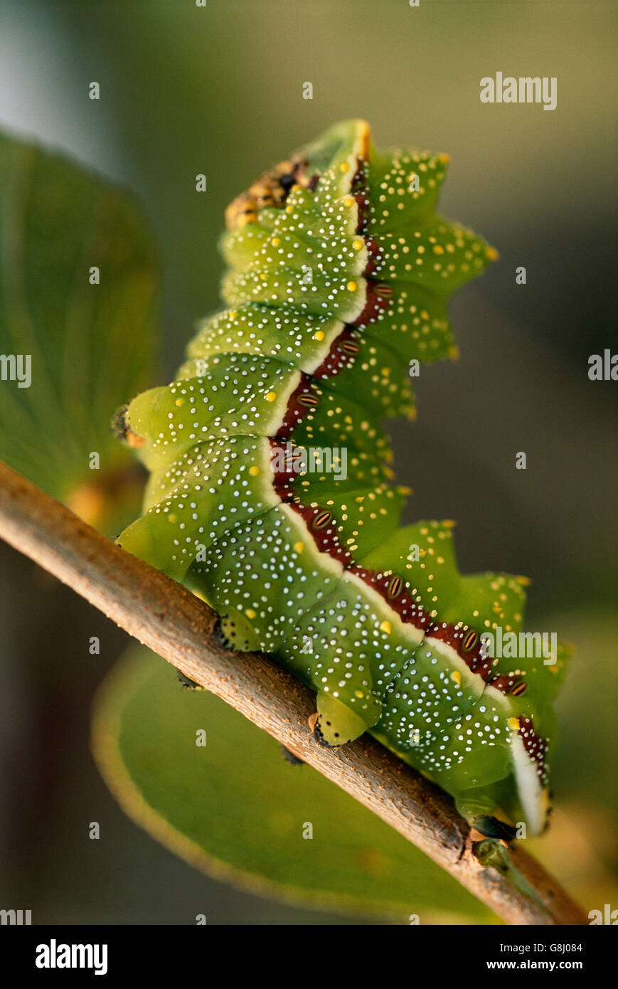 Üppige grüne Wurm/Raupe, Lowveld, Mpumalanga, Südafrika. Stockfoto