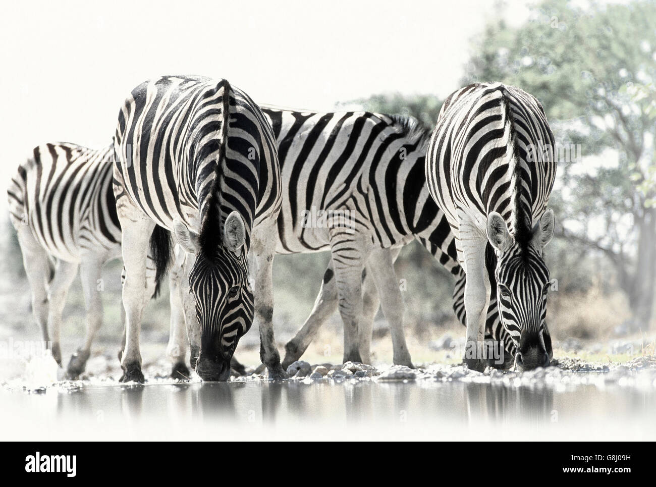 Zebras, Krüger Nationalpark, Südafrika, schwarz & weiß. Stockfoto