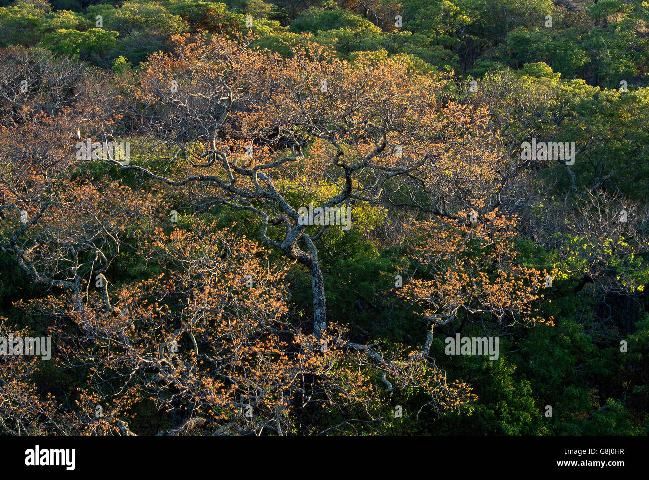 Im Herbst farbige Baumkronen, Kafue, Provinz Lusaka, Sambia. Stockfoto