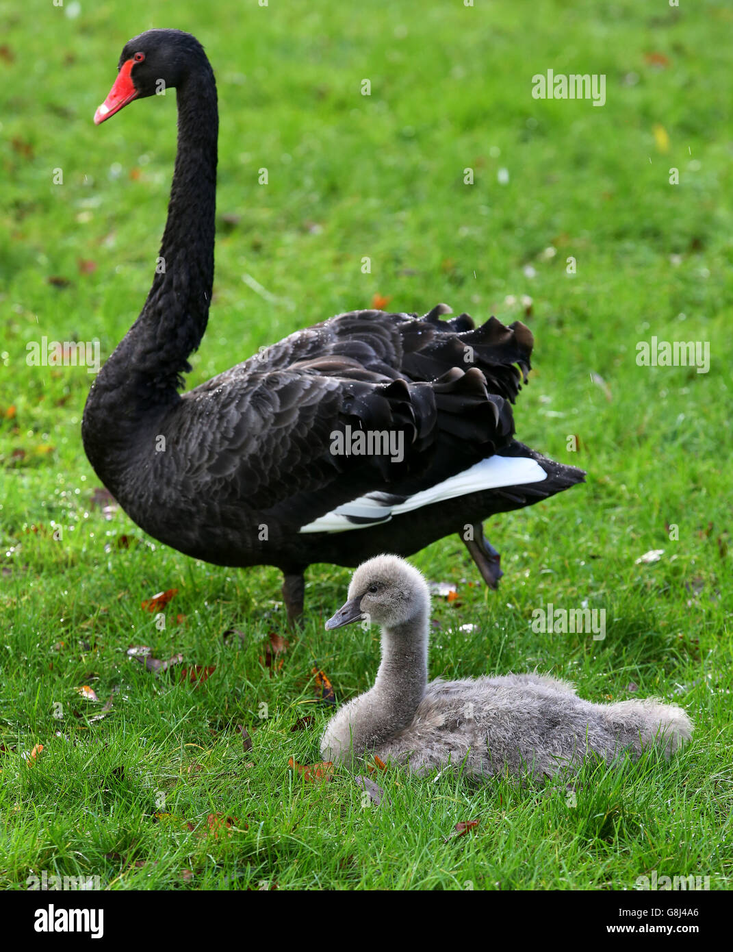 Ein Black Swan Cygnet mit seiner Mutter Juliet nach ungewöhnlich schlüpfen und überleben in diesem Monat in Leeds Castle in Kent aufgrund der ungewöhnlich milden Wetter im Dezember. Stockfoto