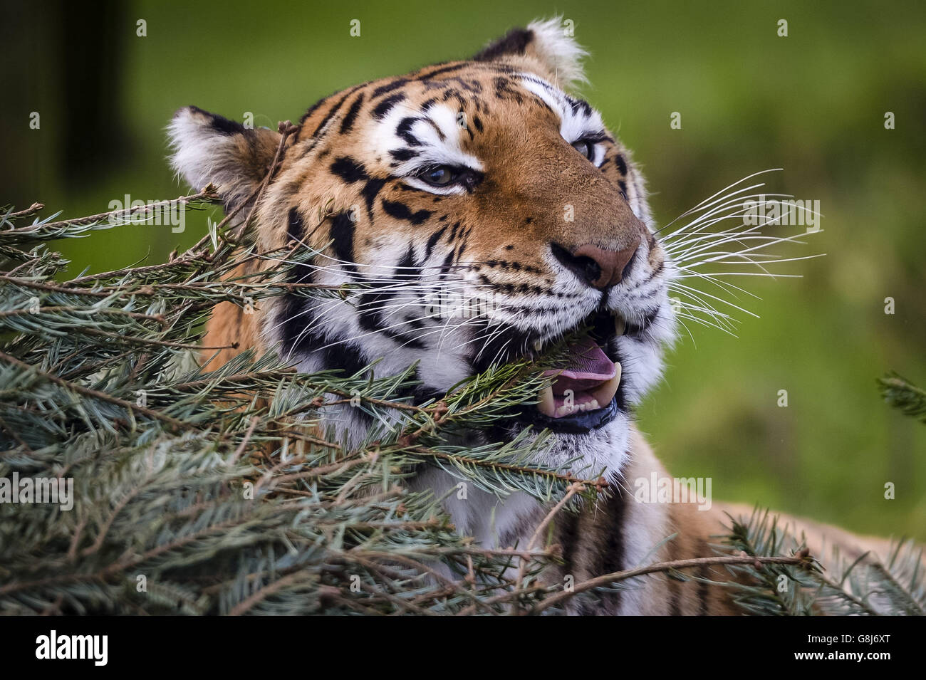 Weibliche Bengaltiger Tiana kaut auf der Noah's Ark Zoo Farm in North Somerset Tannennadeln, wo Tiere im Rahmen ihres Tieranreicherungsprogramms unverkaufte Weihnachtsbäume erhalten. Stockfoto Weibliche Bengaltiger Tiana kaut auf der Noah's Ark Zoo Farm in North Somerset Tannennadeln, wo Tiere im Rahmen ihres Tieranreicherungsprogramms unverkaufte Weihnachtsbäume erhalten. Stockfoto