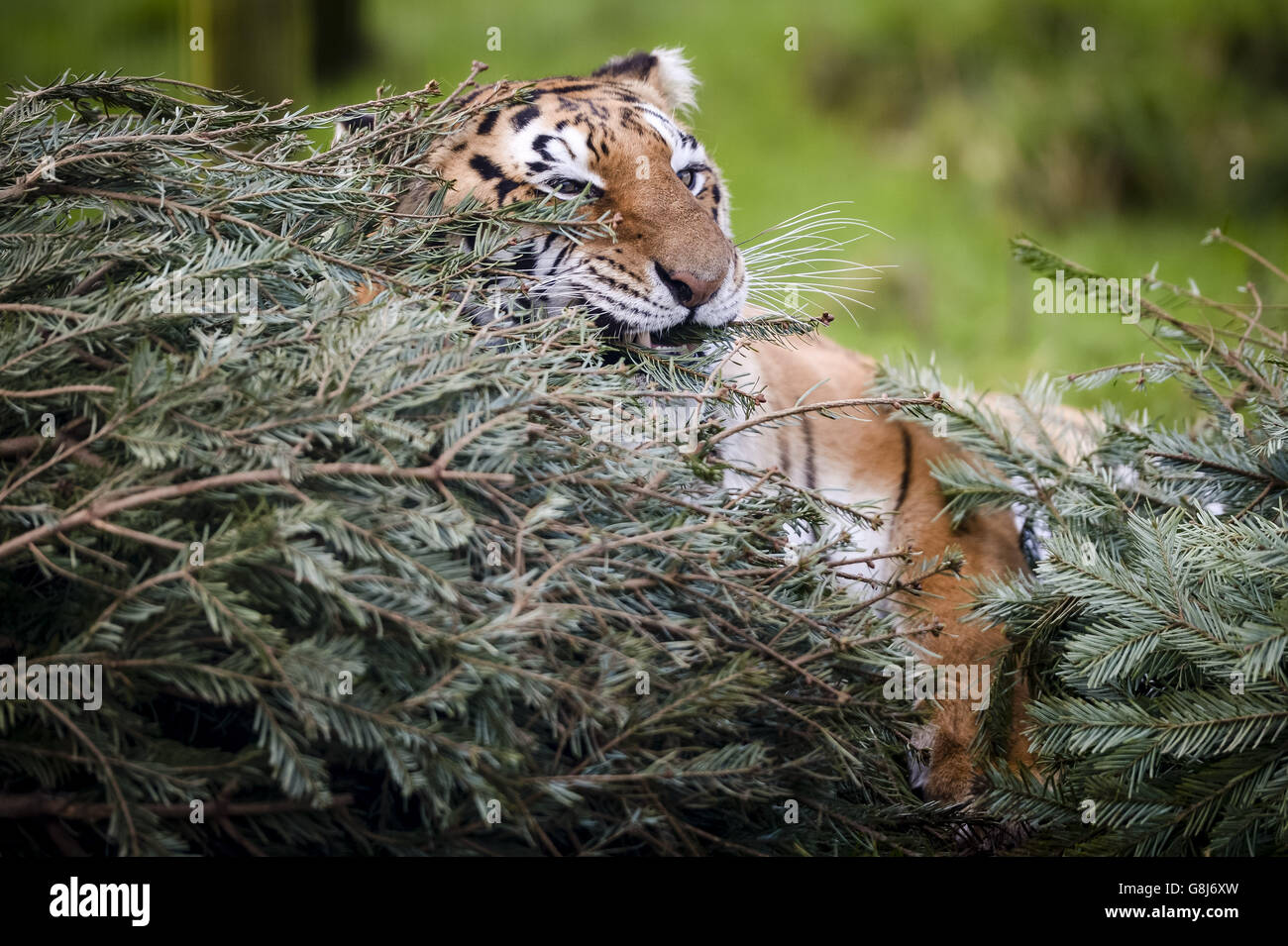 Der weibliche bengalische Tiger Tiana schmiegt sich auf der Noah's Ark Zoo Farm in North Somerset in Weihnachtsbäume, wo Tiere im Rahmen ihres Tieranreicherungsprogramms unverkaufte Weihnachtsbäume erhalten. Stockfoto Der weibliche bengalische Tiger Tiana schmiegt sich auf der Noah's Ark Zoo Farm in North Somerset in Weihnachtsbäume, wo Tiere im Rahmen ihres Tieranreicherungsprogramms unverkaufte Weihnachtsbäume erhalten. Stockfoto