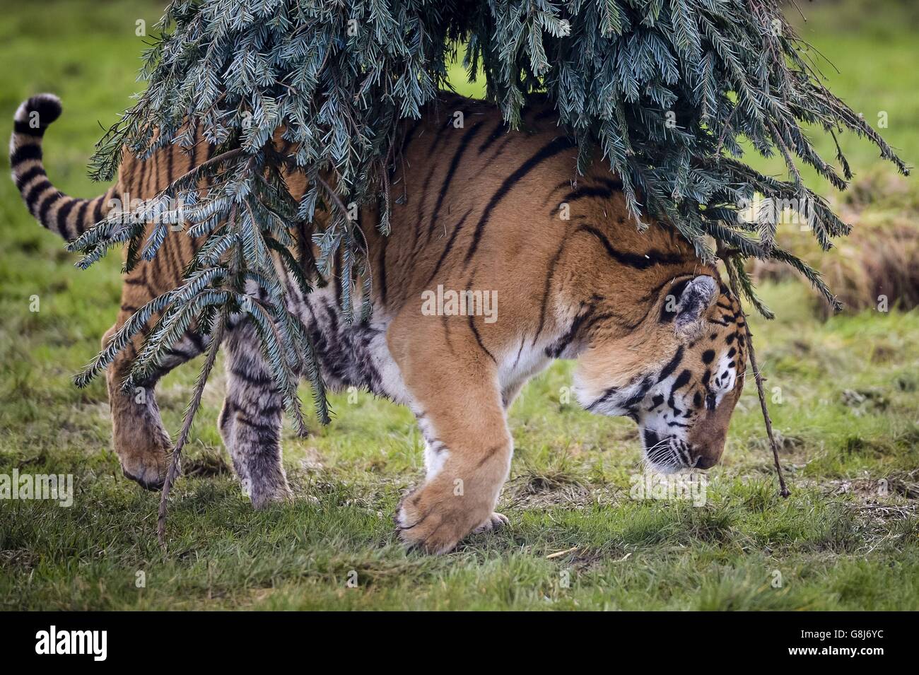 Der männliche bengalische Tiger Khan schmiegt sich in die Weihnachtsbäume der Noah's Ark Zoo Farm, North Somerset, wo Tiere im Rahmen ihres Tieranreicherungsprogramms unverkaufte Weihnachtsbäume erhalten. Stockfoto Der männliche bengalische Tiger Khan schmiegt sich in die Weihnachtsbäume der Noah's Ark Zoo Farm, North Somerset, wo Tiere im Rahmen ihres Tieranreicherungsprogramms unverkaufte Weihnachtsbäume erhalten. Stockfoto