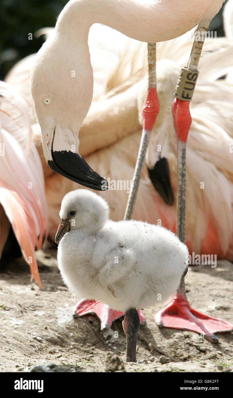 Flamingos - Washington Wetland Centre. Ein neu geschlüpfter Flamingo steht auf einem Bein. Stockfoto