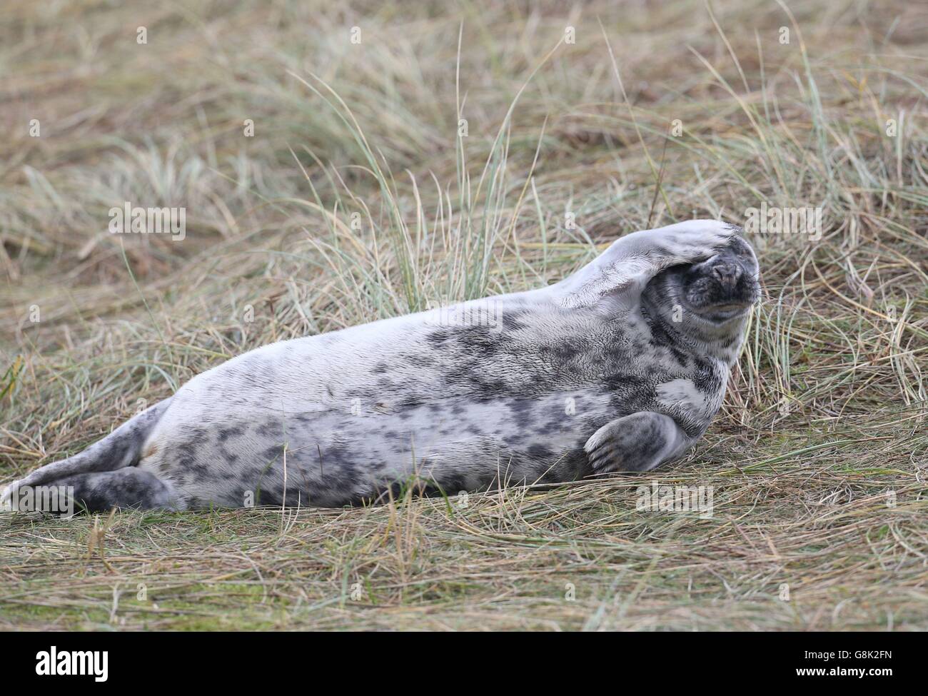 Dichtungen an Blakeney National Nature Reserve Stockfoto