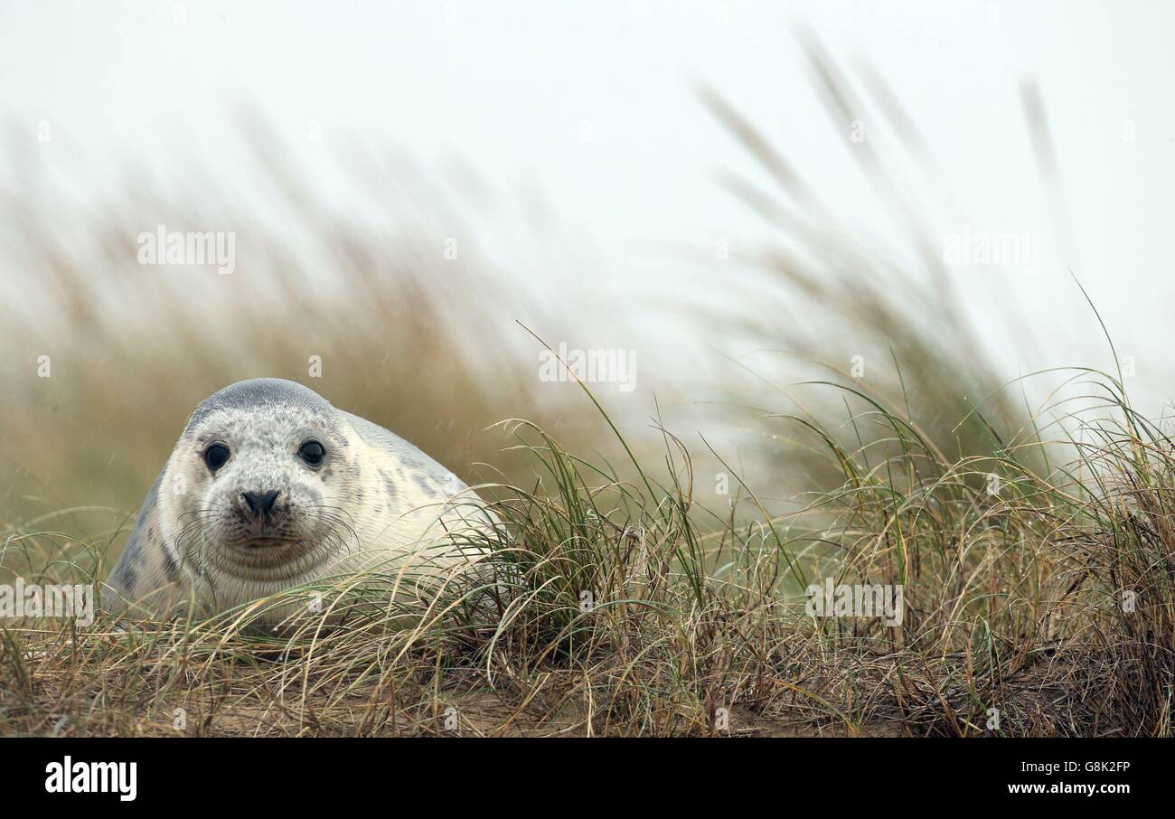 Ein Graurobben-Welpen am Strand bei Blakeney Point in Norfolk, wie Zähler an Englands größter Graurobben Brutstätte sagen, es könnte Kapazität erreicht haben, was zur Schaffung neuer Kolonien weiter unten an der Küste. Stockfoto
