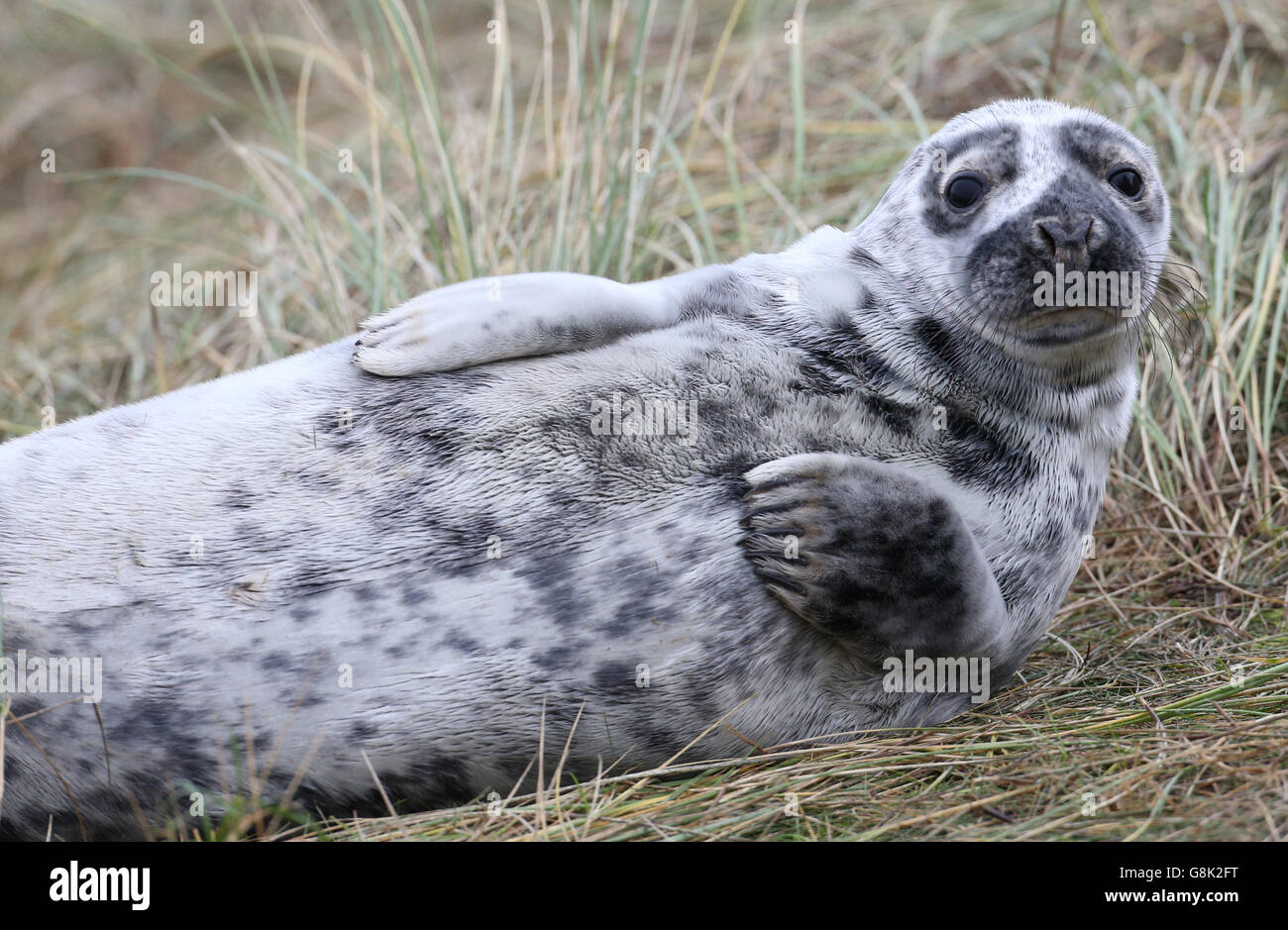 Ein Graurobben-Welpen am Strand bei Blakeney Point in Norfolk, wie Zähler an Englands größter Graurobben Brutstätte sagen, es könnte Kapazität erreicht haben, was zur Schaffung neuer Kolonien weiter unten an der Küste. Stockfoto