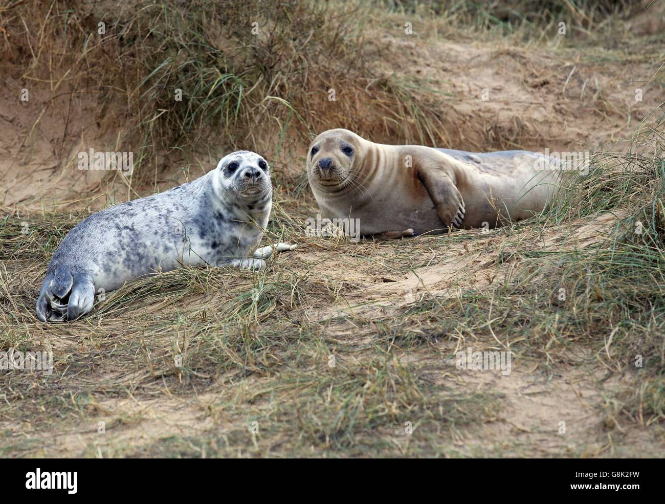 Graurobben-Welpen am Strand von Blakeney Point in Norfolk, wie Zähler an Englands größtem Graurobben-Brutplatz sagen, dass es Kapazität erreicht haben könnte, was zur Schaffung neuer Kolonien weiter unten an der Küste führt. Stockfoto
