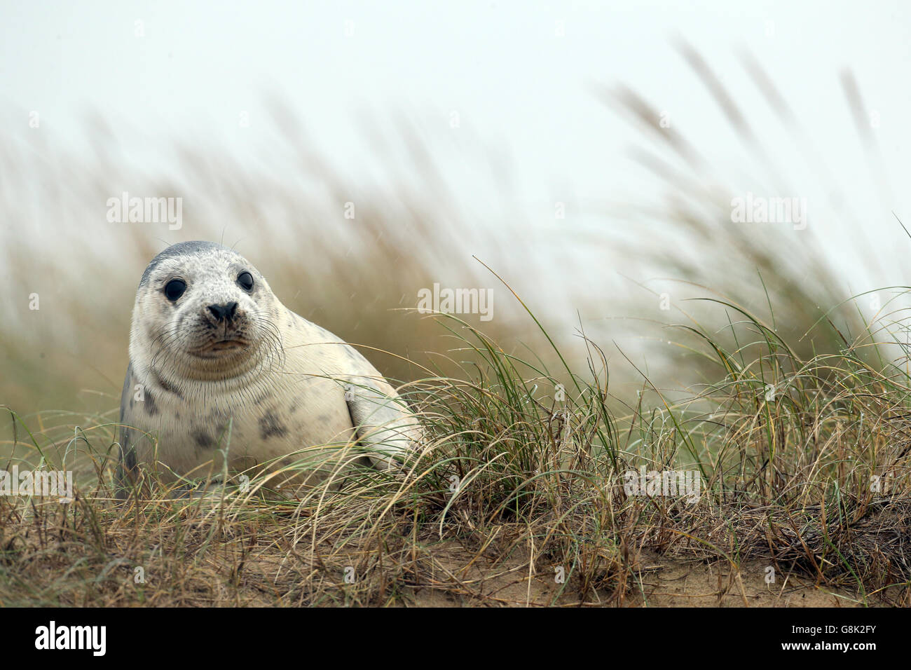 Ein Graurobben-Welpen am Strand bei Blakeney Point in Norfolk, wie Zähler an Englands größter Graurobben Brutstätte sagen, es könnte Kapazität erreicht haben, was zur Schaffung neuer Kolonien weiter unten an der Küste. Stockfoto