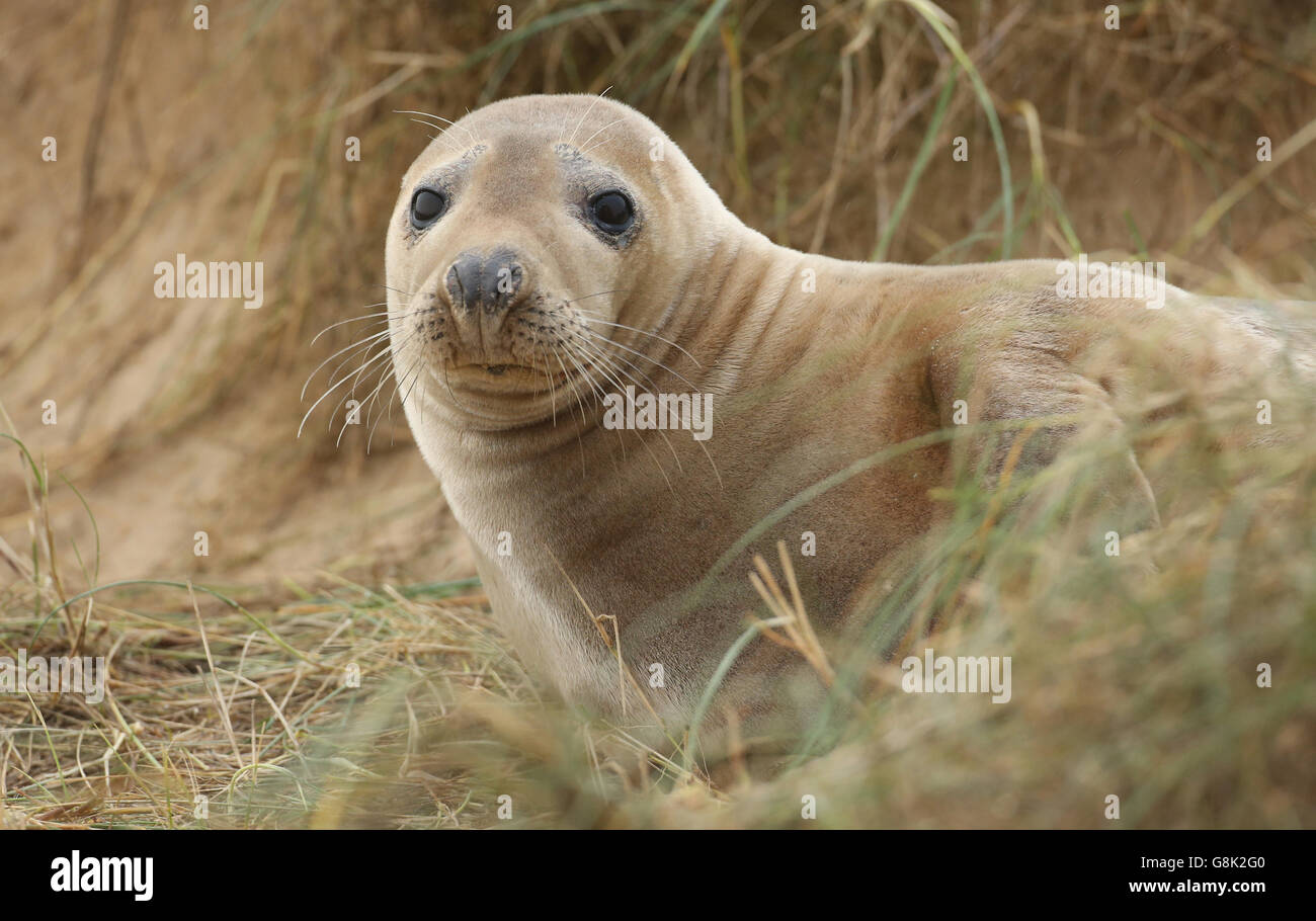 Dichtungen an Blakeney National Nature Reserve Stockfoto