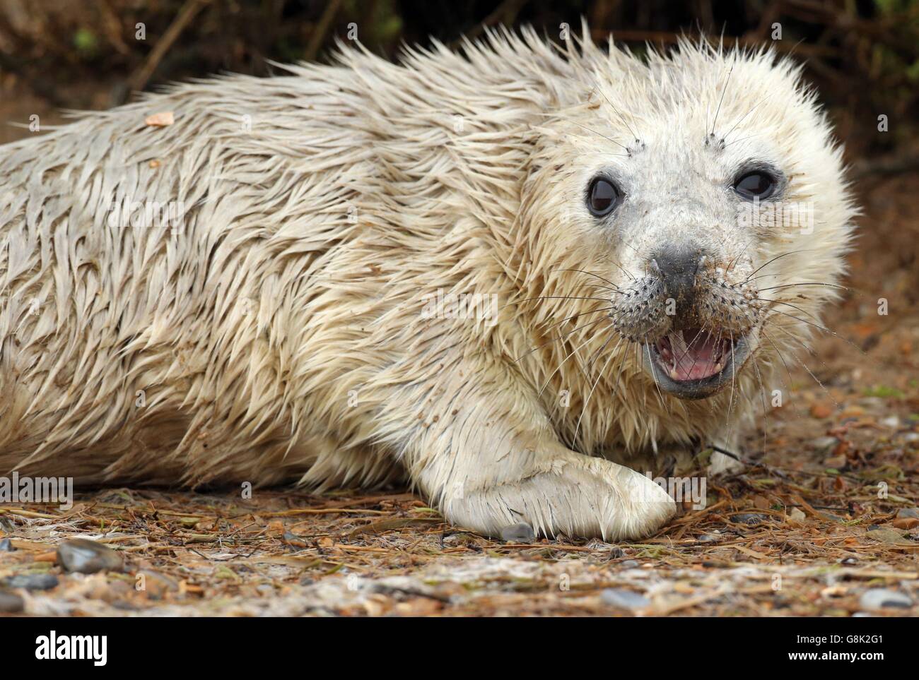 Dichtungen an Blakeney National Nature Reserve Stockfoto