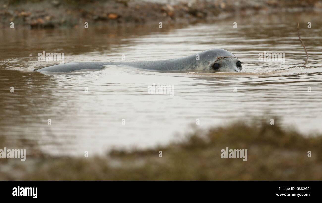 Ein Graurobben-Pup schwimmt in einem Felsenpool am Strand von Blakeney Point in Norfolk, wie Zähler an Englands größter Graurobben-Brutstätte sagen, dass es seine Kapazität erreicht haben könnte, was zur Schaffung neuer Kolonien weiter unten an der Küste führt. Stockfoto