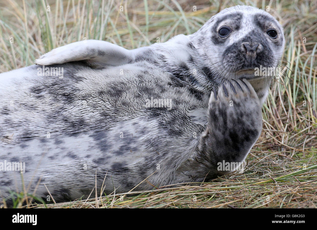 Ein Graurobben-Welpen am Strand bei Blakeney Point in Norfolk, wie Zähler an Englands größter Graurobben Brutstätte sagen, es könnte Kapazität erreicht haben, was zur Schaffung neuer Kolonien weiter unten an der Küste. Stockfoto