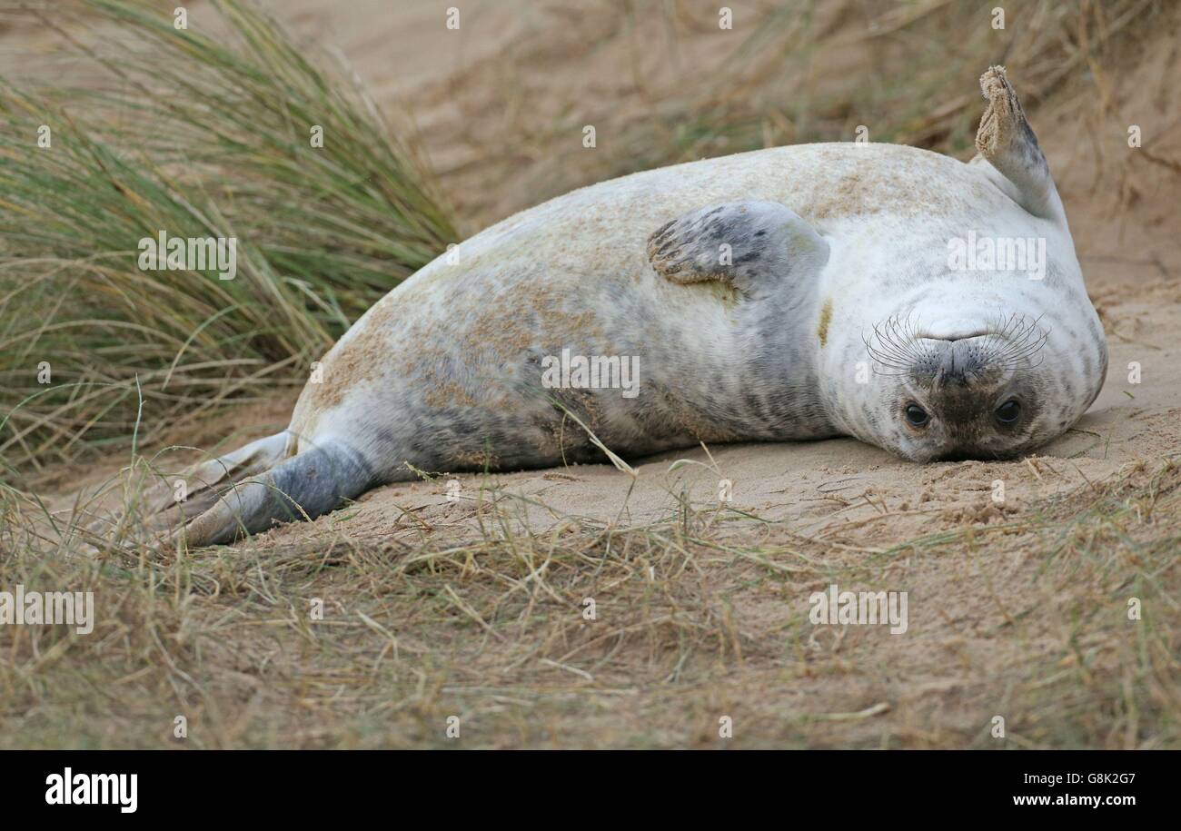 Ein Graurobben-Welpen am Strand bei Blakeney Point in Norfolk, wie Zähler an Englands größter Graurobben Brutstätte sagen, es könnte Kapazität erreicht haben, was zur Schaffung neuer Kolonien weiter unten an der Küste. Stockfoto