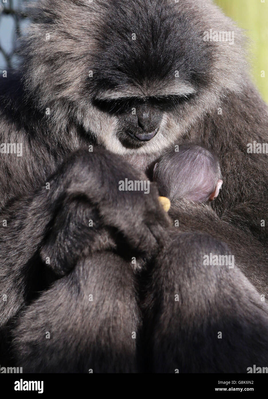 Zuvor unveröffentlichtes Foto vom 08/01/16 von einem vier Wochen alten Javan Gibbon klammert sich an seine Mutter Belle, während es seine öffentliche Debüt in Port Lympne Wild Animal Park in der Nähe von Ashford in Kent. Das noch unbenannte Baby ist das erste seiner Art, das seit sechs Jahren im Park geboren wird. Stockfoto