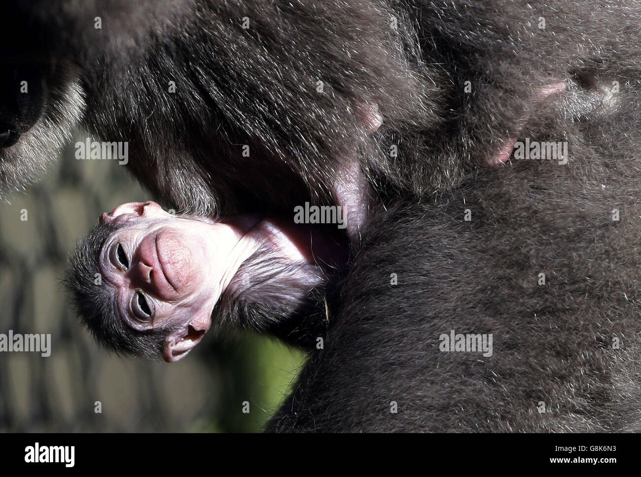 Zuvor unveröffentlichtes Foto vom 08/01/16 von einem vier Wochen alten Javan Gibbon klammert sich an seine Mutter Belle, während es seine öffentliche Debüt in Port Lympne Wild Animal Park in der Nähe von Ashford in Kent. Das noch unbenannte Baby ist das erste seiner Art, das seit sechs Jahren im Park geboren wird. Stockfoto