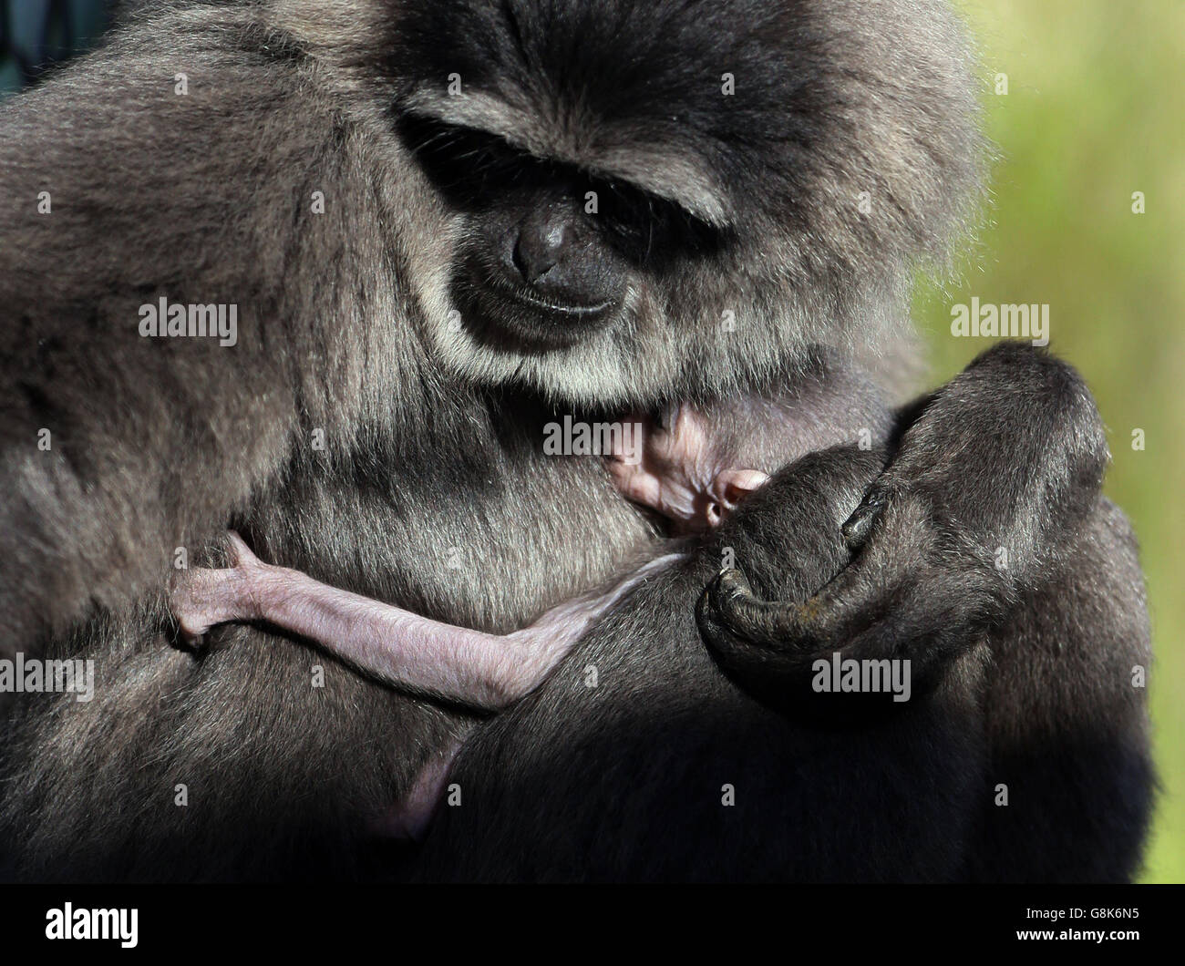 Zuvor unveröffentlichtes Foto vom 08/01/16 von einem vier Wochen alten Javan Gibbon klammert sich an seine Mutter Belle, während es seine öffentliche Debüt in Port Lympne Wild Animal Park in der Nähe von Ashford in Kent. Das noch unbenannte Baby ist das erste seiner Art, das seit sechs Jahren im Park geboren wird. Stockfoto