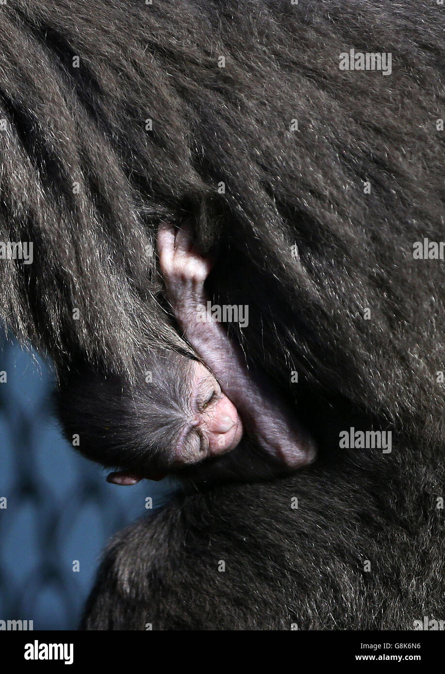 Javan Gibbon baby Stockfoto