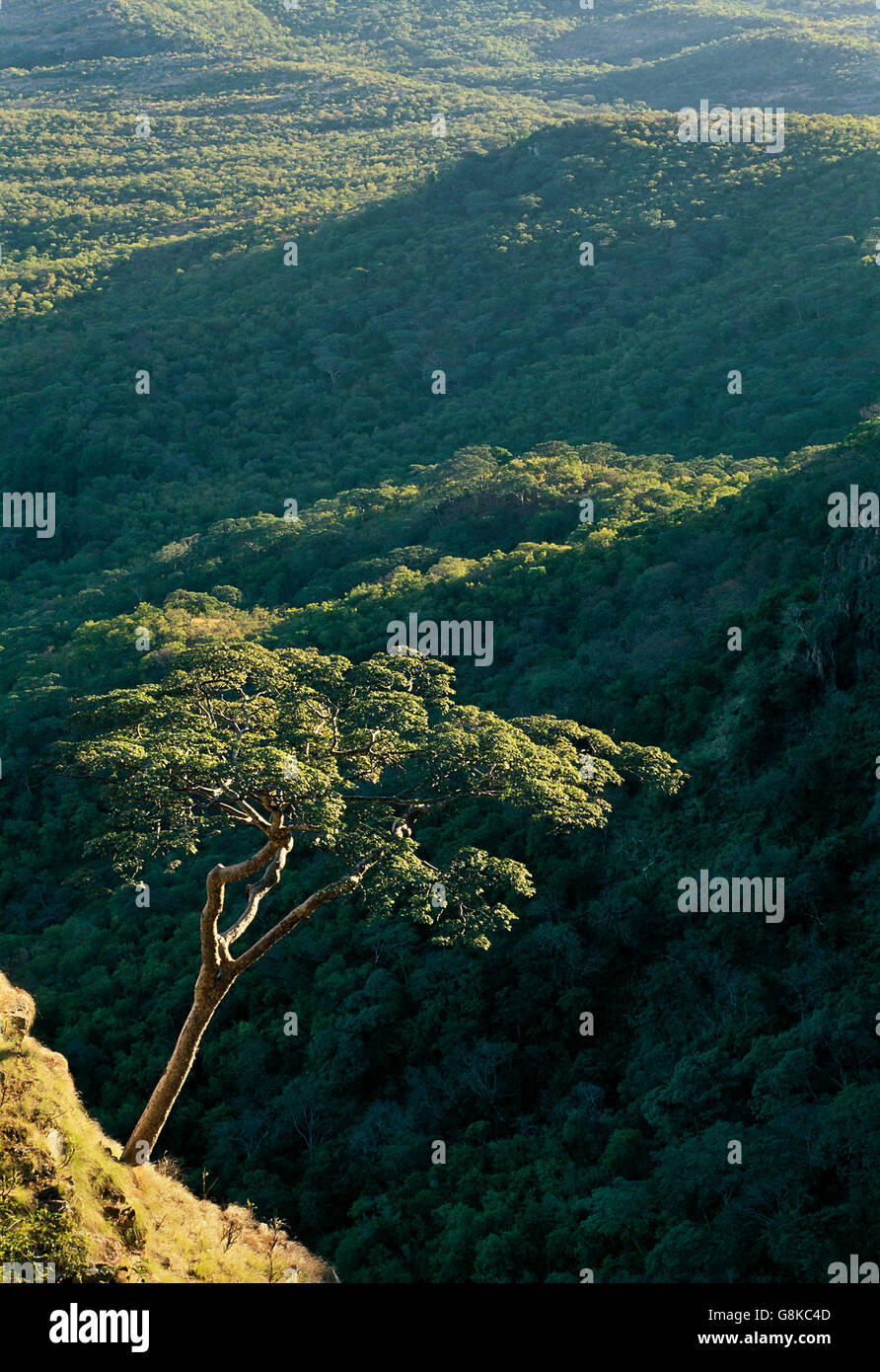 Akazie auf Berg, Chizarira Nationalpark, Sambia/Simbabwe. Stockfoto