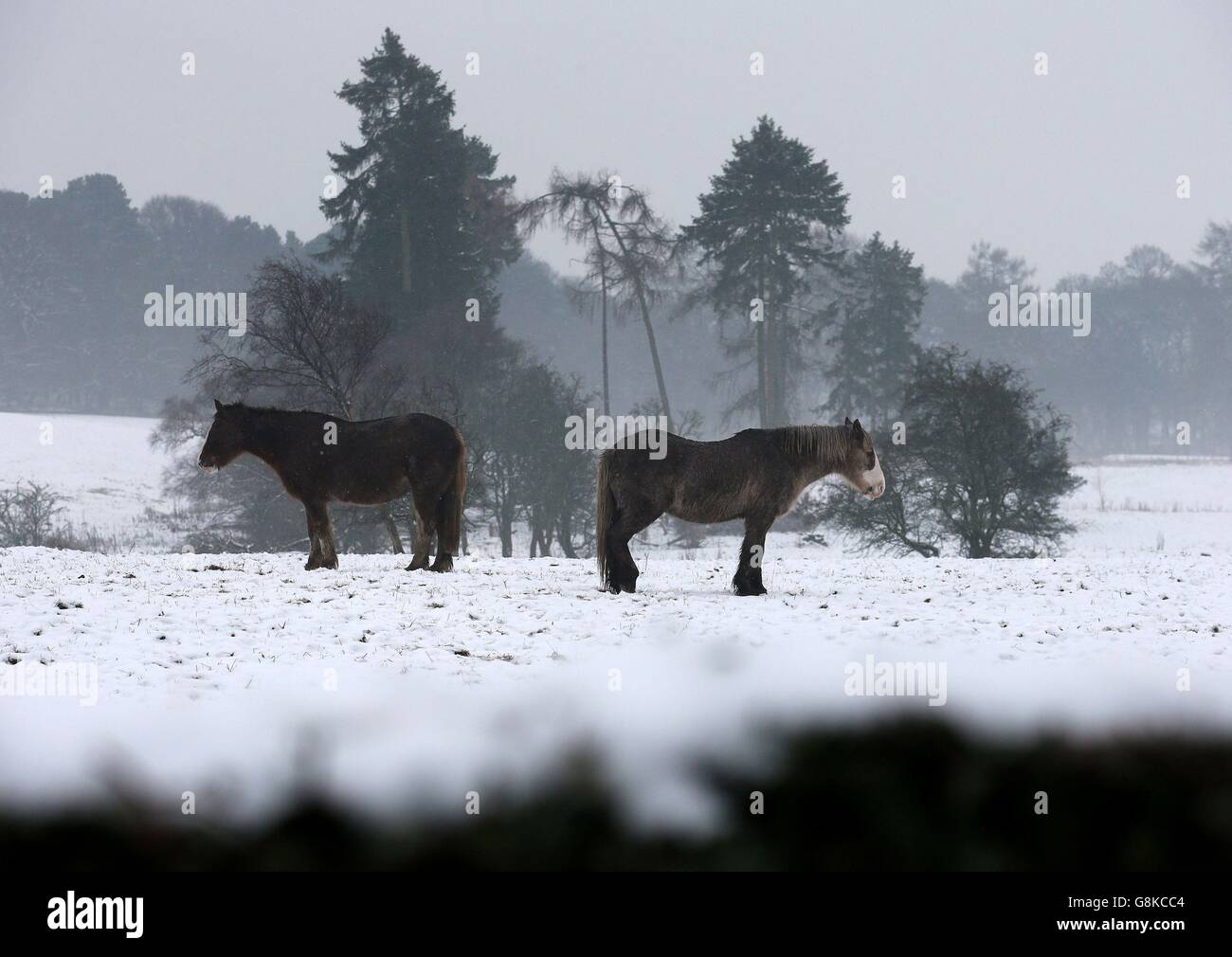 Pferde auf einem Feld in der Nähe von Larbert, Zentralschottland, während eisige Temperaturen weiterhin das Vereinigte Königreich mit der schneebedeckten Abdeckung des Wochenendes fangen an, an Orten zu löschen. Stockfoto