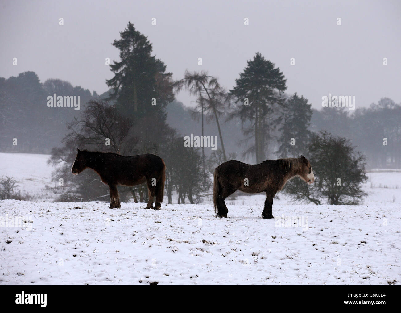 Pferde auf einem Feld in der Nähe von Larbert, Zentralschottland, während eisige Temperaturen weiterhin das Vereinigte Königreich mit der schneebedeckten Abdeckung des Wochenendes fangen an, an Orten zu löschen. Stockfoto