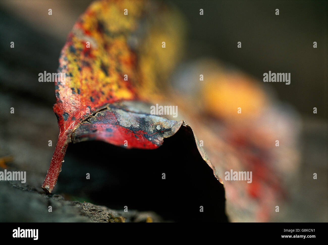 Wasser-Birnbaum Blatt, detaillierte nah oben, Herbstfärbung, Kafue, Provinz Lusaka, Sambia. Stockfoto