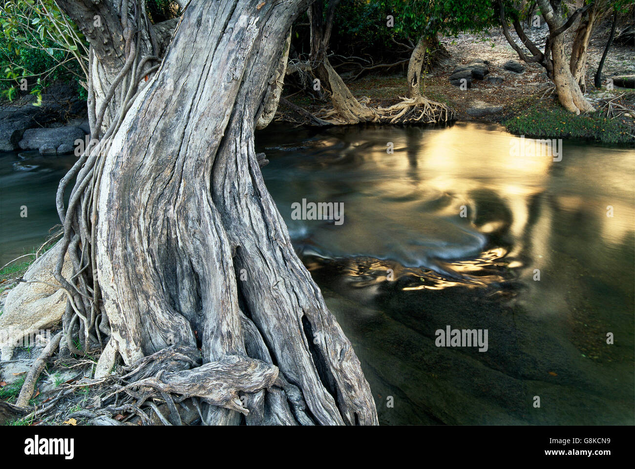 Inosculating Wasser-Birnbaum am Kafue River Bank, Kafue Nationalpark, Sambia. Stockfoto