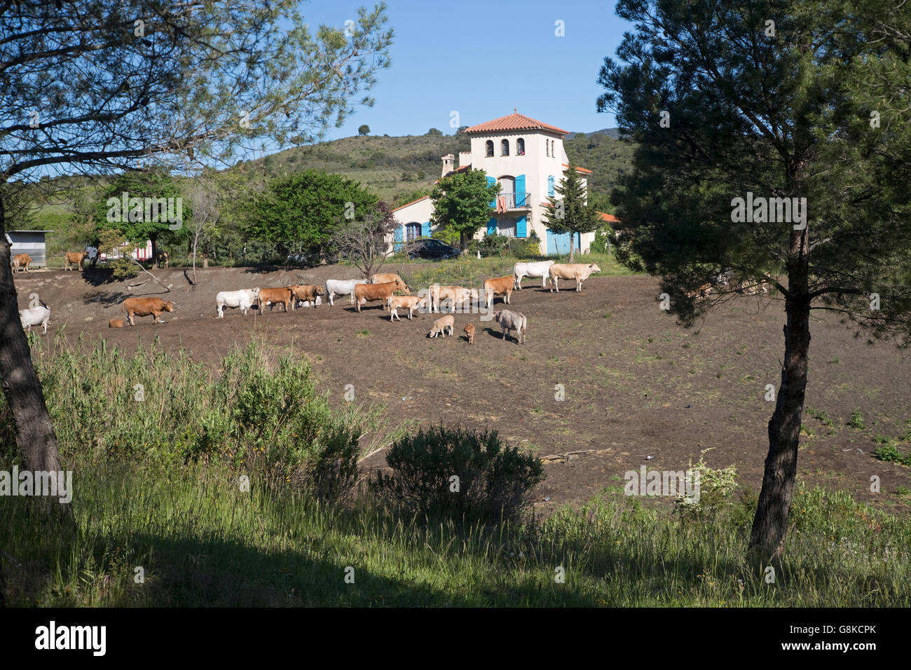 Kleine französische Bauernhaus mit Rindern in den Pyrenäen in der Nähe von Ginoles Aude Südfrankreich Stockfoto