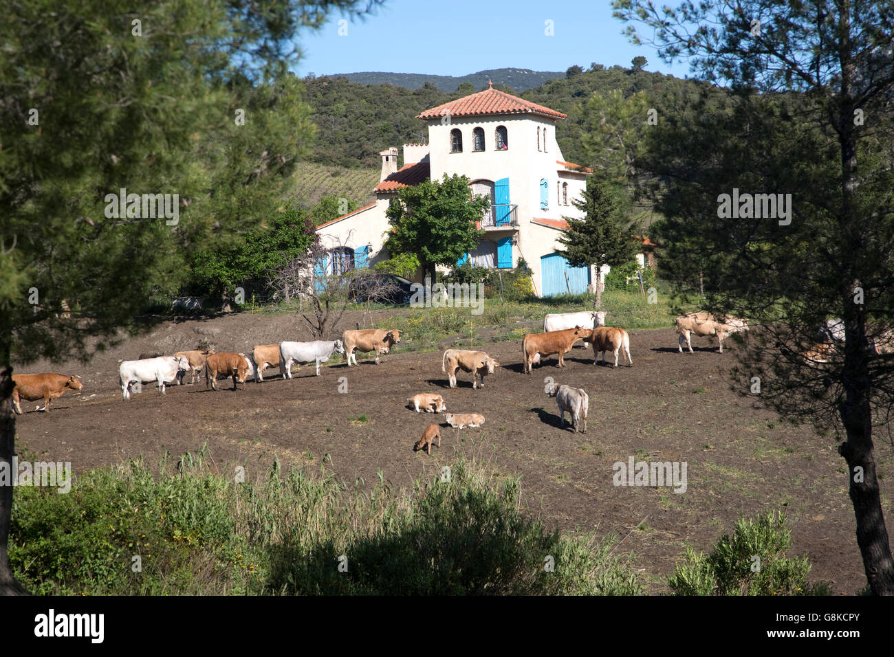 Kleine französische Bauernhaus mit Rindern in den Pyrenäen in der Nähe von Ginoles Aude Südfrankreich Stockfoto