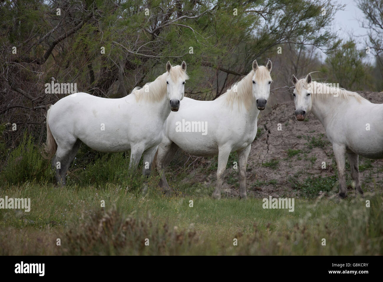 Drei weiße Pferde Camargue-Frankreich Stockfoto