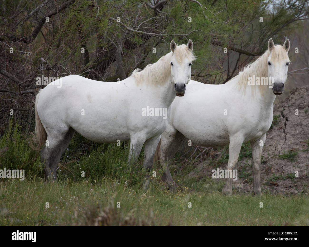Zwei weiße Pferde Camargue-Frankreich Stockfoto