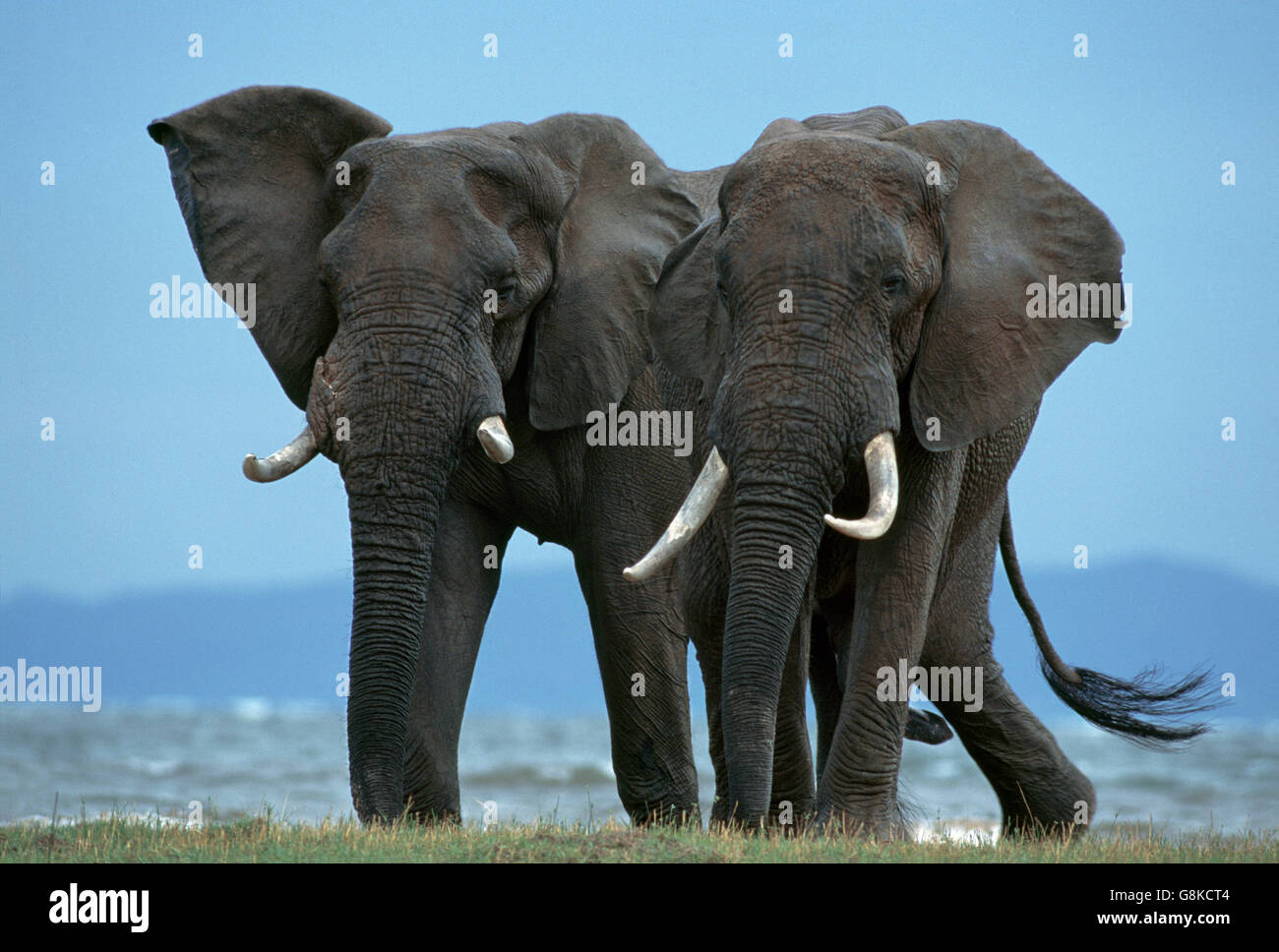 Afrikanische Elefanten, Kariba, Mashonaland, Provinz West-Simbabwe. Stockfoto