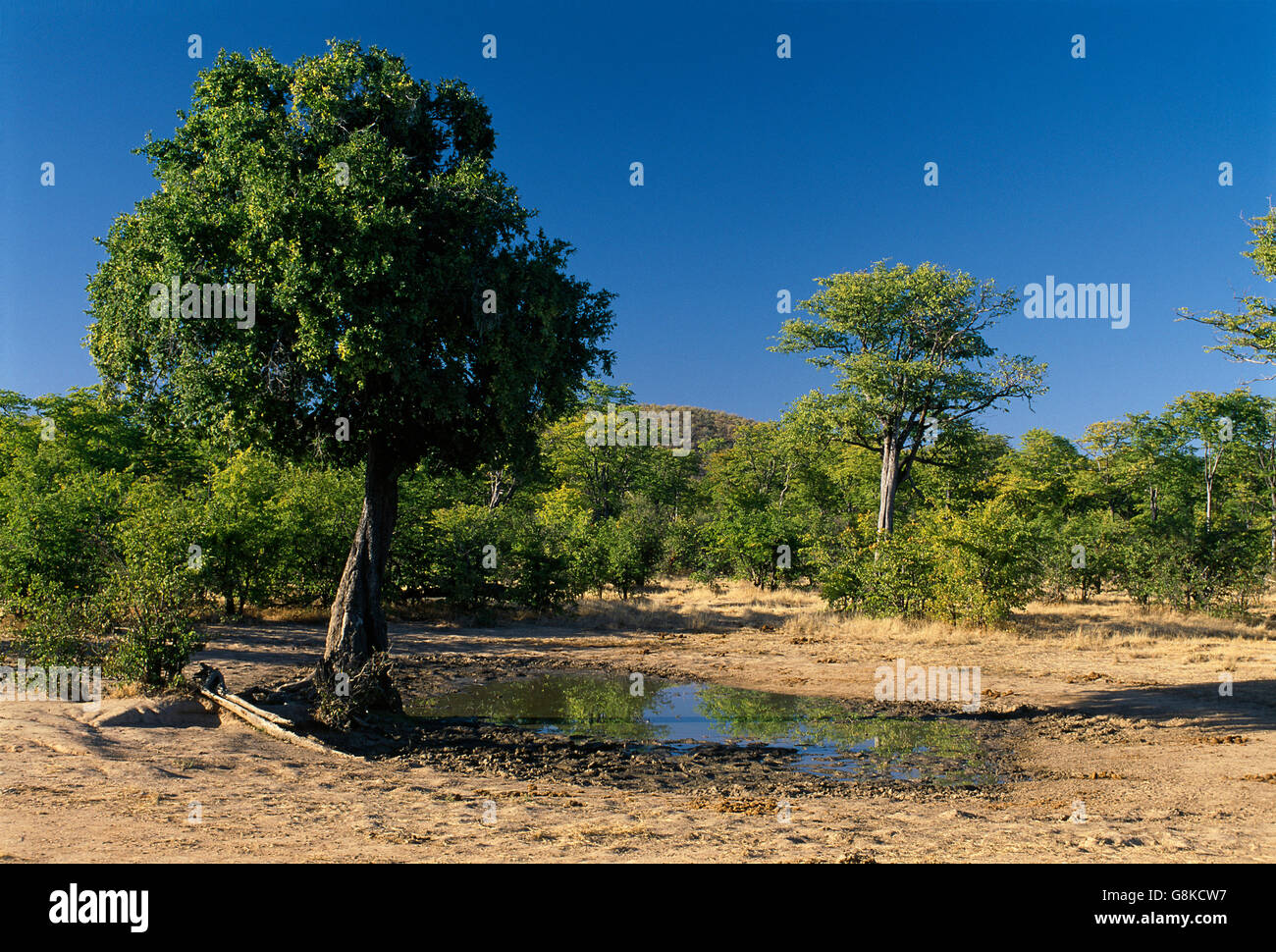 Bushveld Pfanne in Hwange-Nationalpark, Simbabwe. Stockfoto