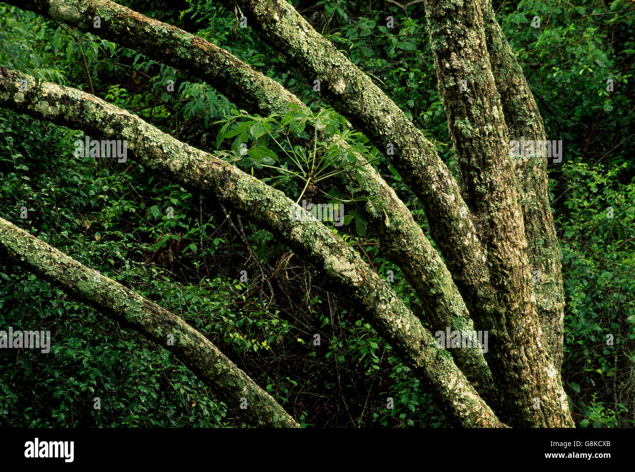 Bäume im Wald, Eastern Highlands, Simbabwe. Stockfoto