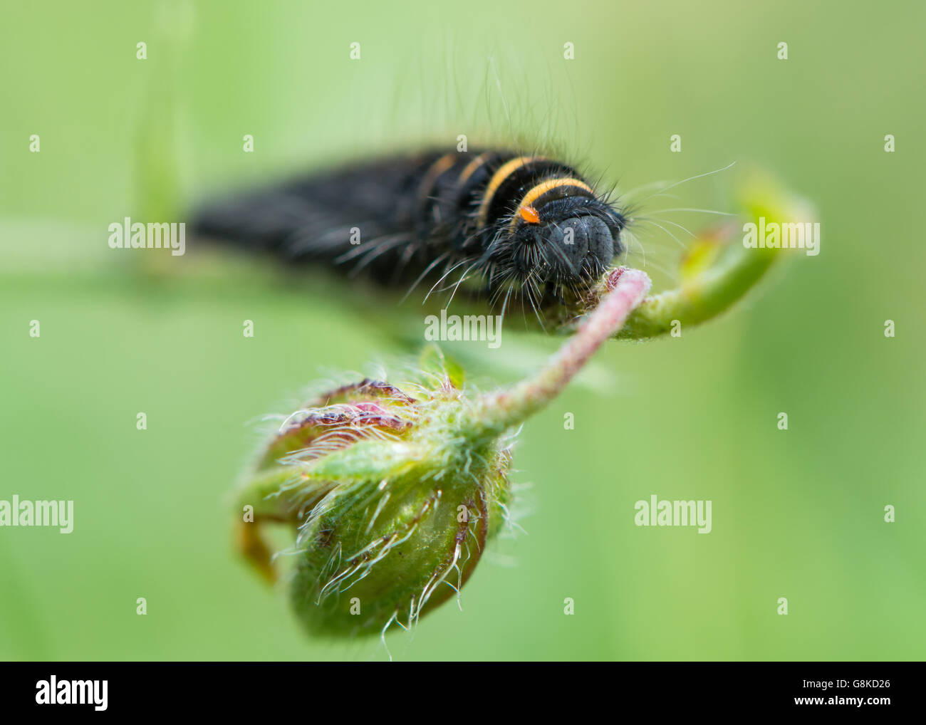 Fox Moth (Macrothylacia Rubi) frühen Instar Raupe in Familie Lasiocampidae, mit schwarzen und gelben Streifen und orange Milben Stockfoto