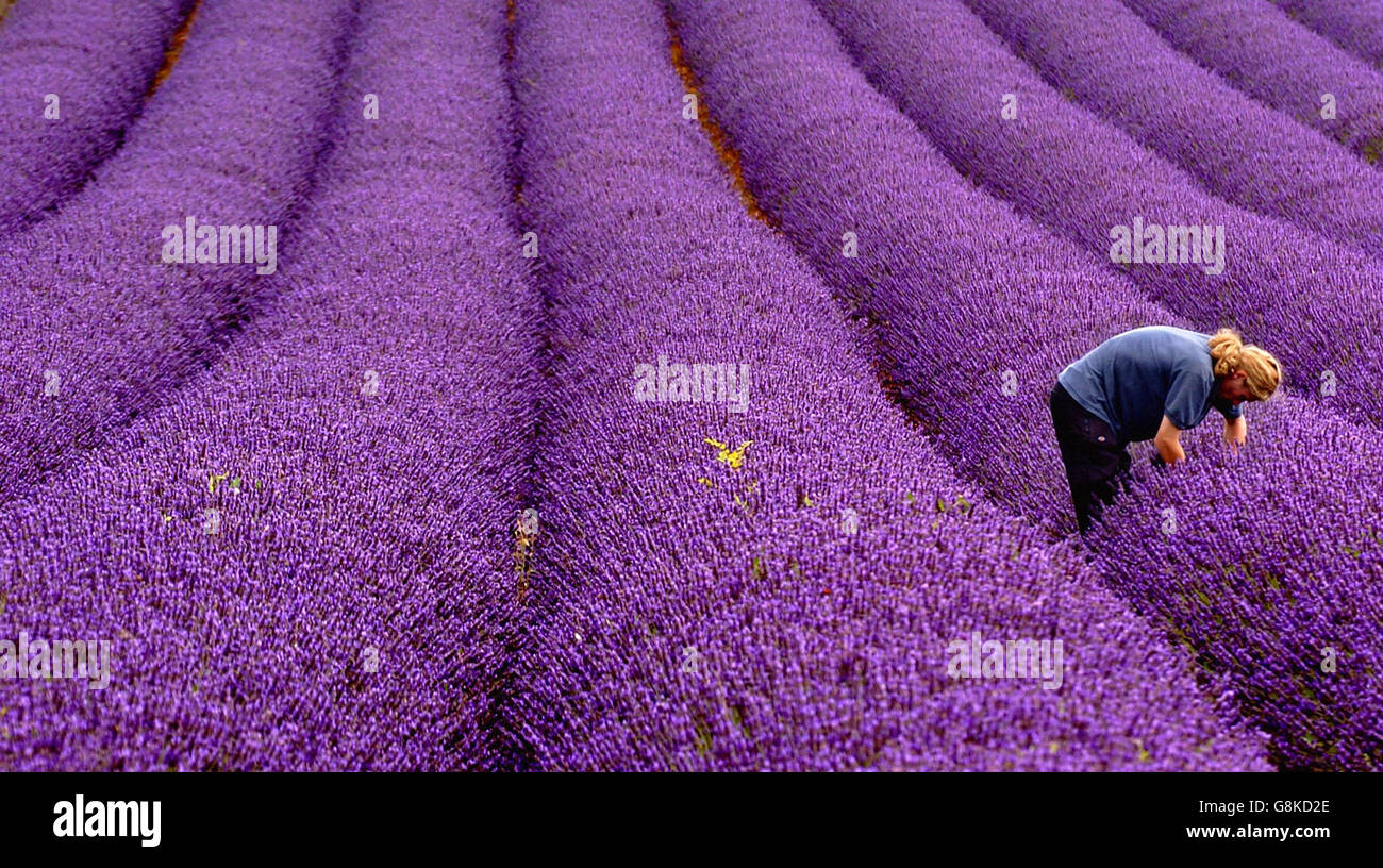 Norfolk Lavender Farm Stockfoto