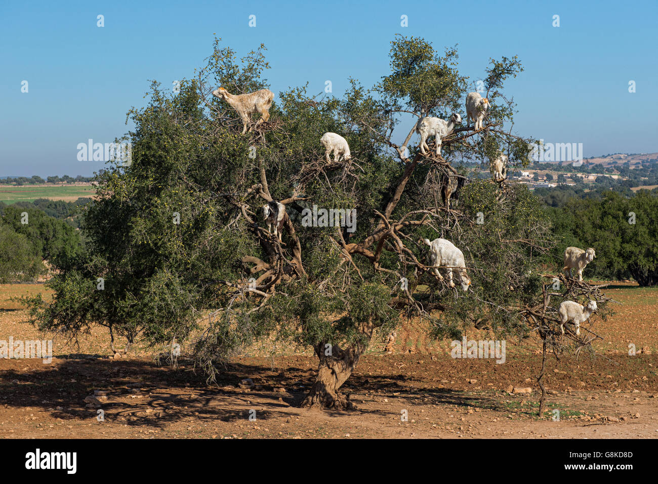 Baum klettern Ziegen. Stockfoto