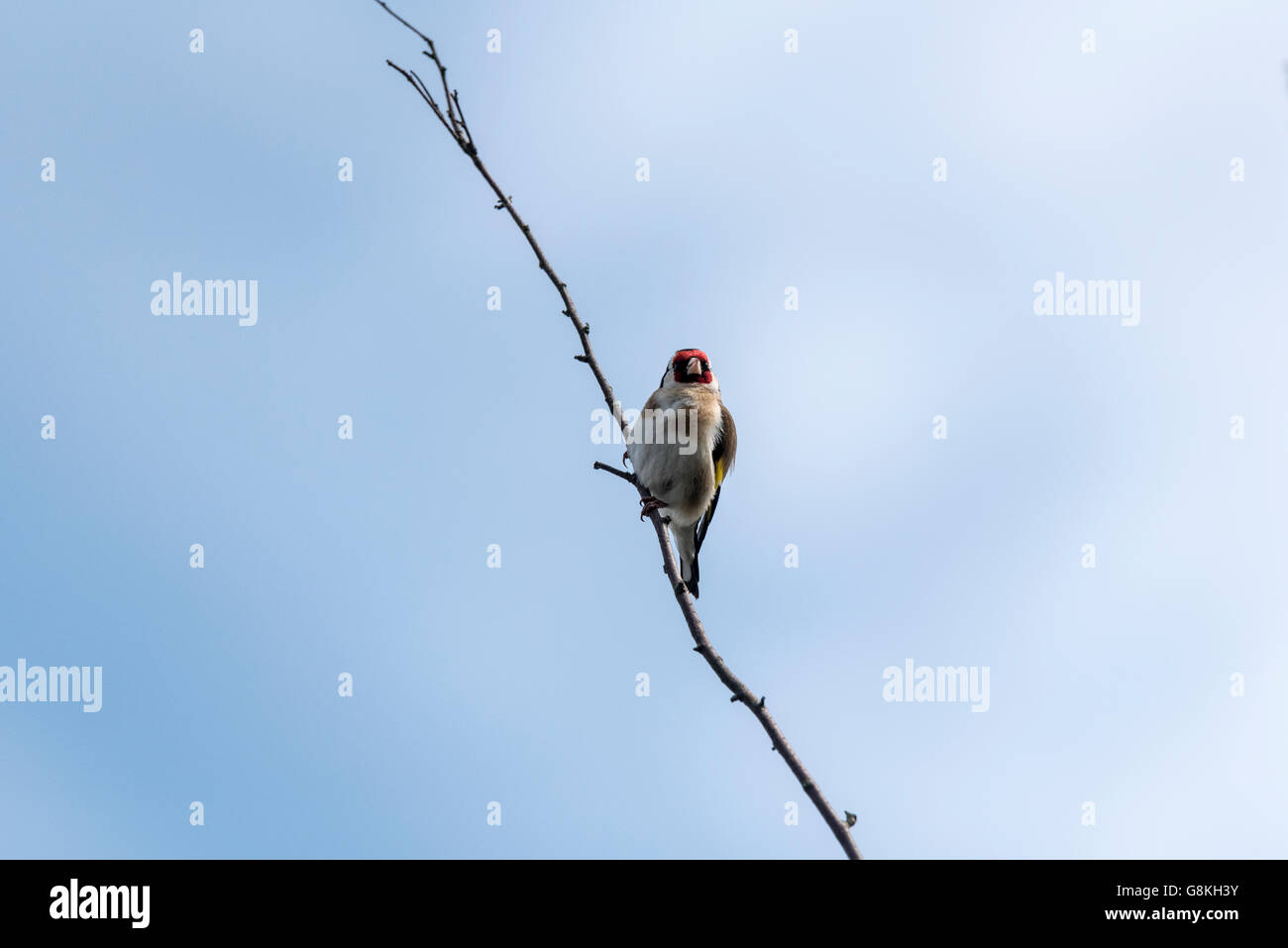 Ein Stieglitz thront auf einem kleinen Zweig Stockfoto