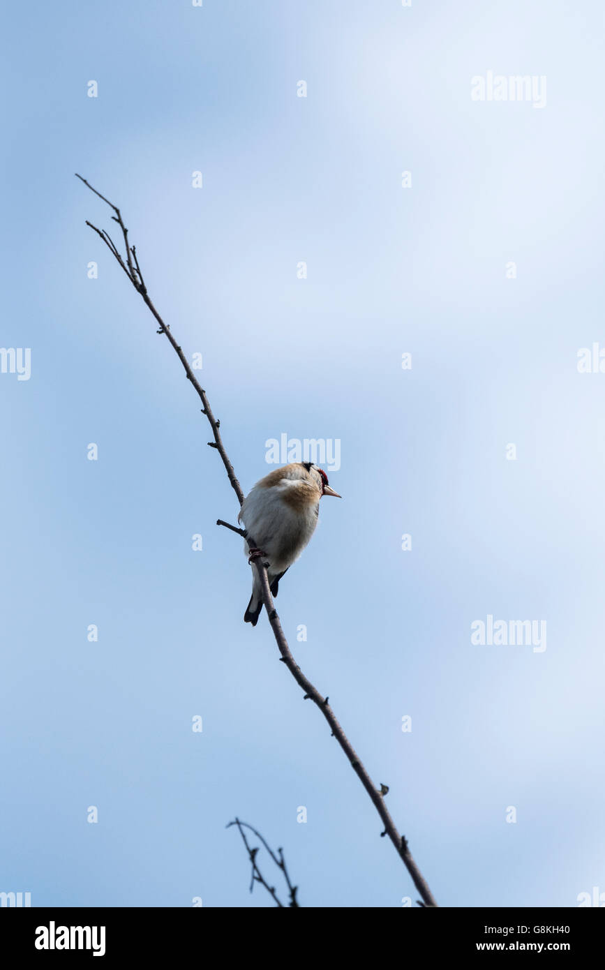 Ein Stieglitz thront auf einem kleinen Zweig Stockfoto