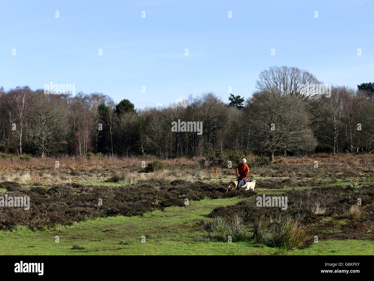 Eine Dame geht mit ihren Hunden in der Morgensonne auf Heideflächen in der Nähe von Ashford in Kent. Stockfoto