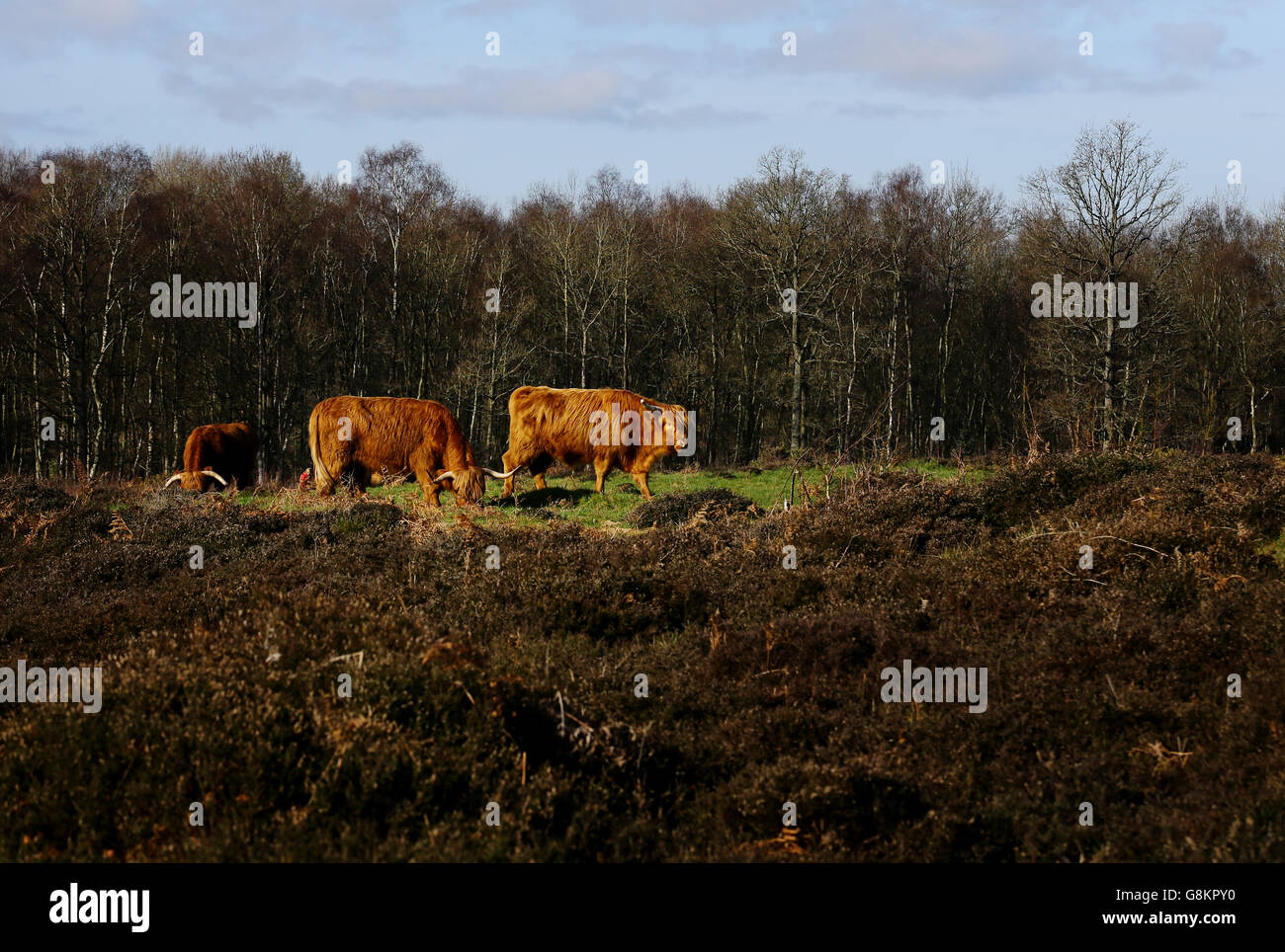 Highland Cows grasen auf Heideflächen in der Nähe von Ashford in Kent. Stockfoto