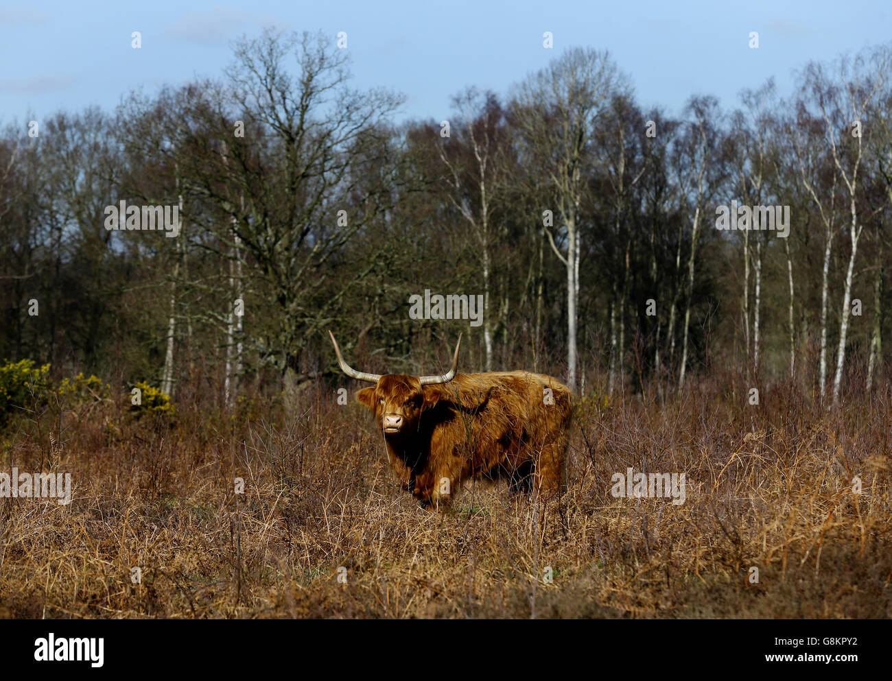Eine Hochlandkuh grast auf Heideflächen in der Nähe von Ashford in Kent. Stockfoto