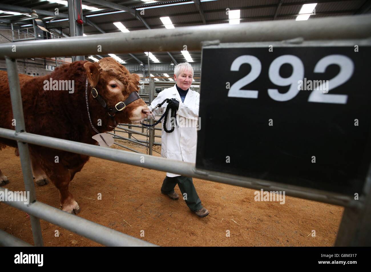 Ein Landwirt zieht am dritten und letzten Tag des Stirling Bull Sale bei United Auctions in Stirling, Schottland, einen Limousin Bull in den Haltestiften. Stockfoto