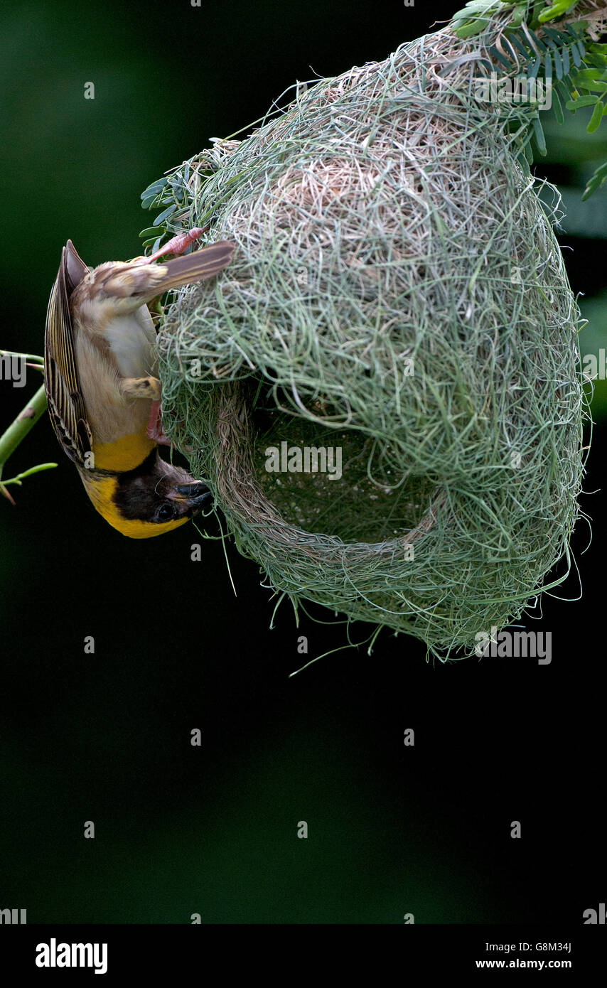 Das Bild der Baya Weber männlich (Ploceus Philippinus) am Nest in Maharashtra, Indien Stockfoto